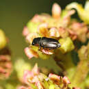 Imagem de Neocuris gracilis Macleay 1872