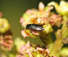 Imagem de Neocuris gracilis Macleay 1872