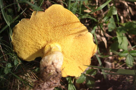 Image of Suillus collinitus (Fr.) Kuntze 1898