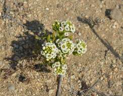 Image of Menonvillea minima Rollins