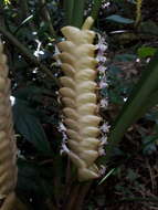 Image of rattlesnake plant