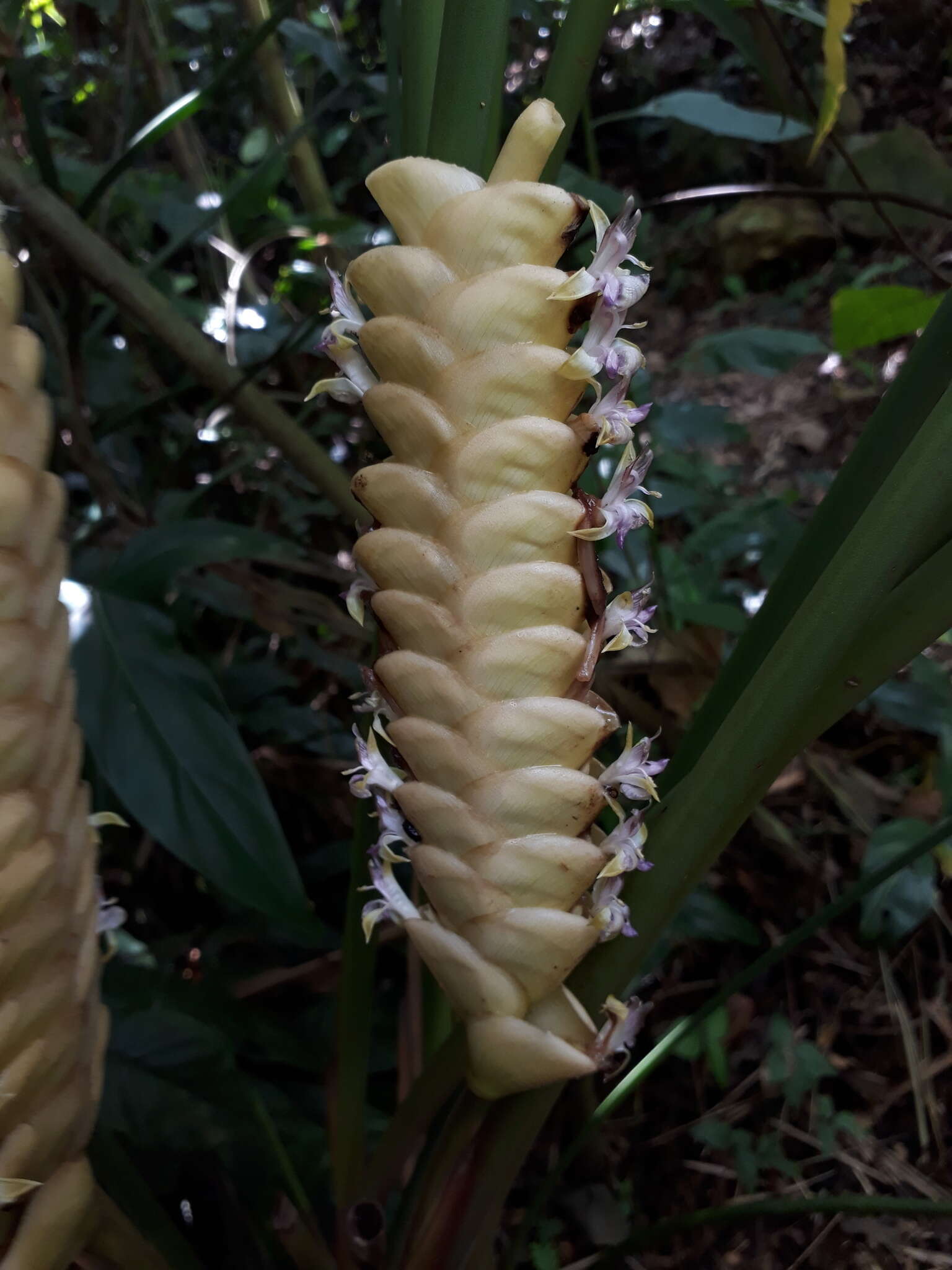 Image of rattlesnake plant