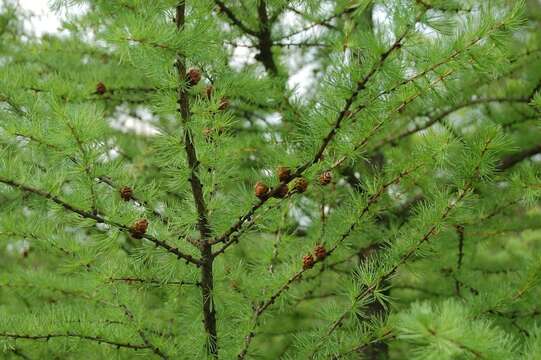 Image of American Larch