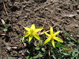 Image of Autumn star