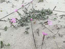 Image of Silene colorata Poir.