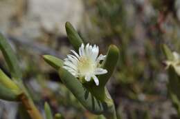 Image of Stayneria neilii (L. Bol.) L. Bol.