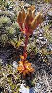 Image of Gentianella corymbifera subsp. corymbifera