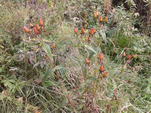 Image of Hypericum ascyron subsp. gebleri (Ledeb.) N. Robson