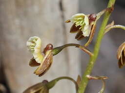 Acrolophia bolusii Rolfe的圖片