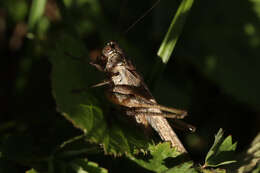 Image of Gray locust