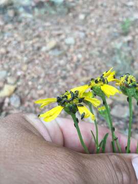 Image of rincon rubberweed