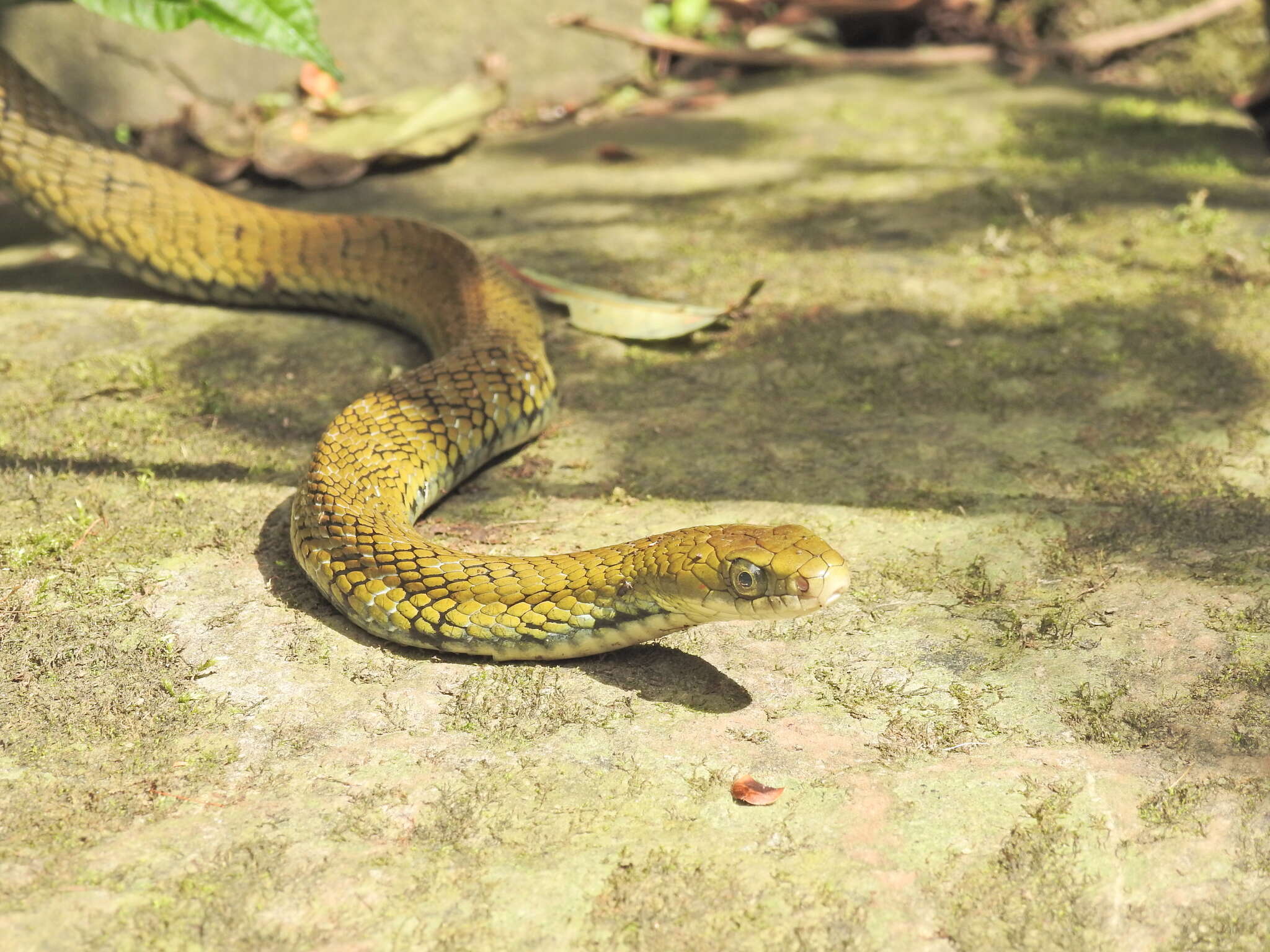 Image of Big-eyed mountain keelback