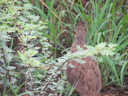 Image of Natal Francolin