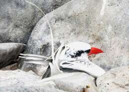 Image of Red-billed Tropicbird