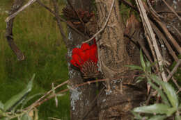 Plancia ëd Erythrina edulis Micheli