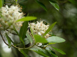 Imagem de Rhododendron micranthum Turcz.