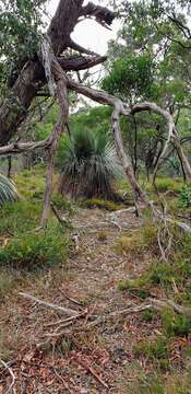 Image of Xanthorrhoea semiplana subsp. tateana (F. Muell.) D. J. Bedford