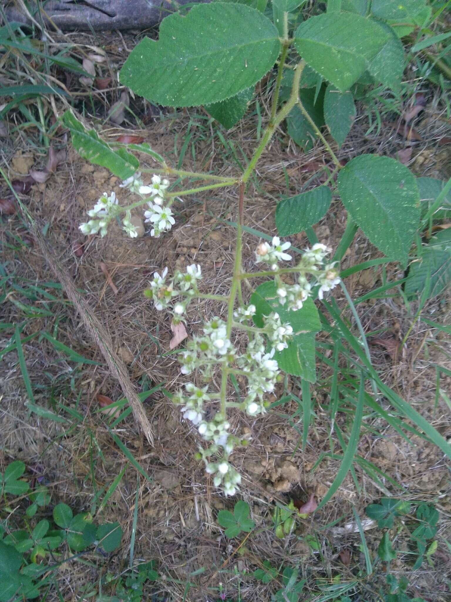 Image de Rubus urticifolius Poir.