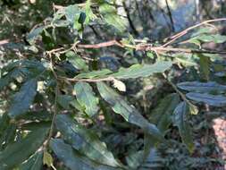 Image de Camellia salicifolia Champ. ex Benth.