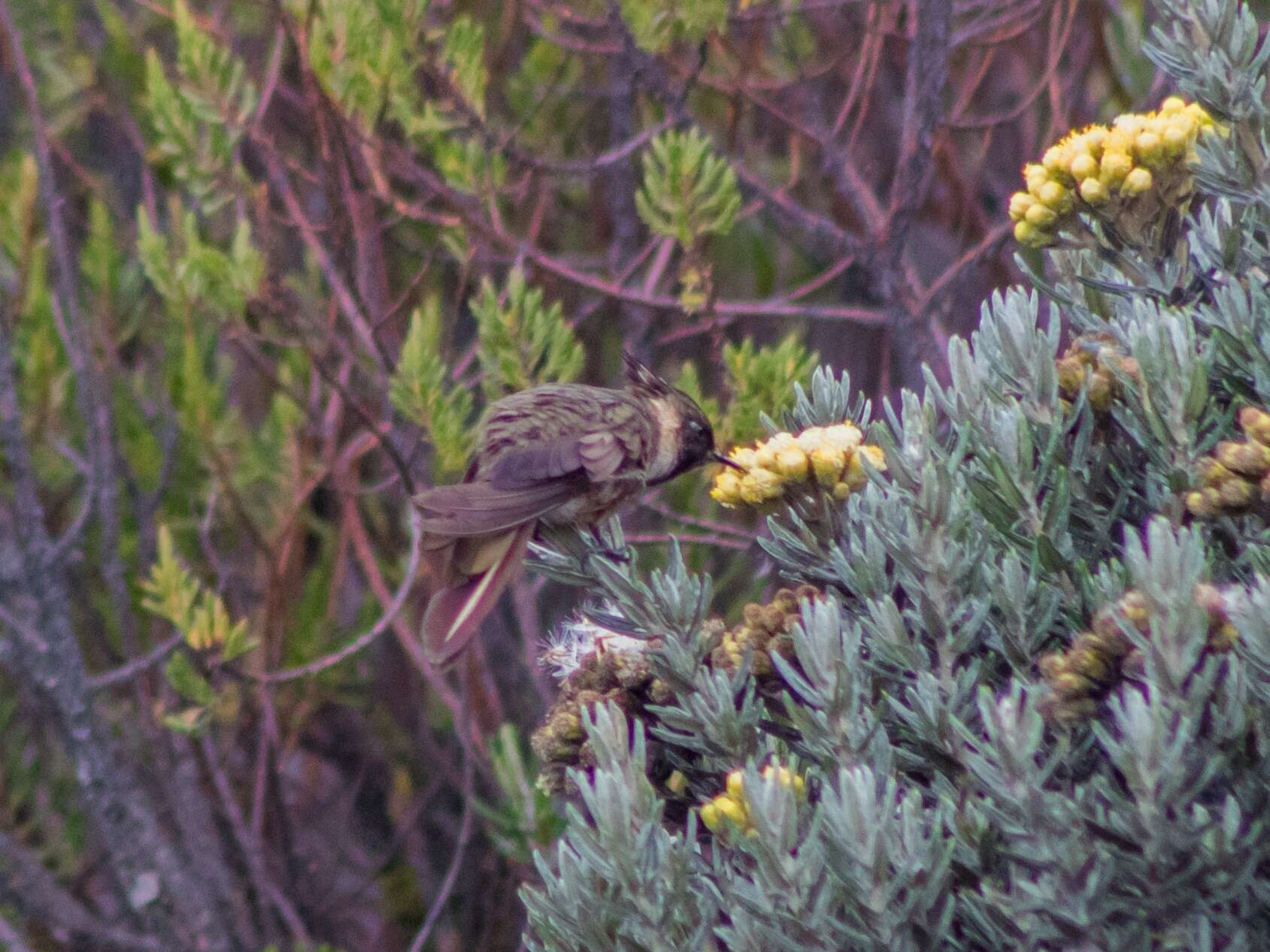 Image of Oxypogon Gould 1848