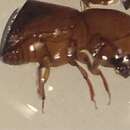 Image of Ambrosia beetle