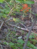 Image of mountainside Indian paintbrush