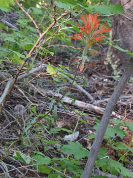 Image de Castilleja crista-galli Rydb.