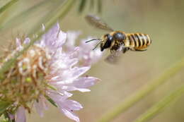 Imagem de Megachile melanopyga Costa 1863