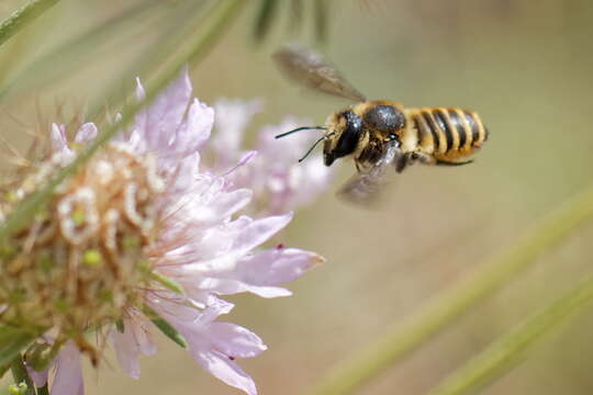 Imagem de Megachile melanopyga Costa 1863