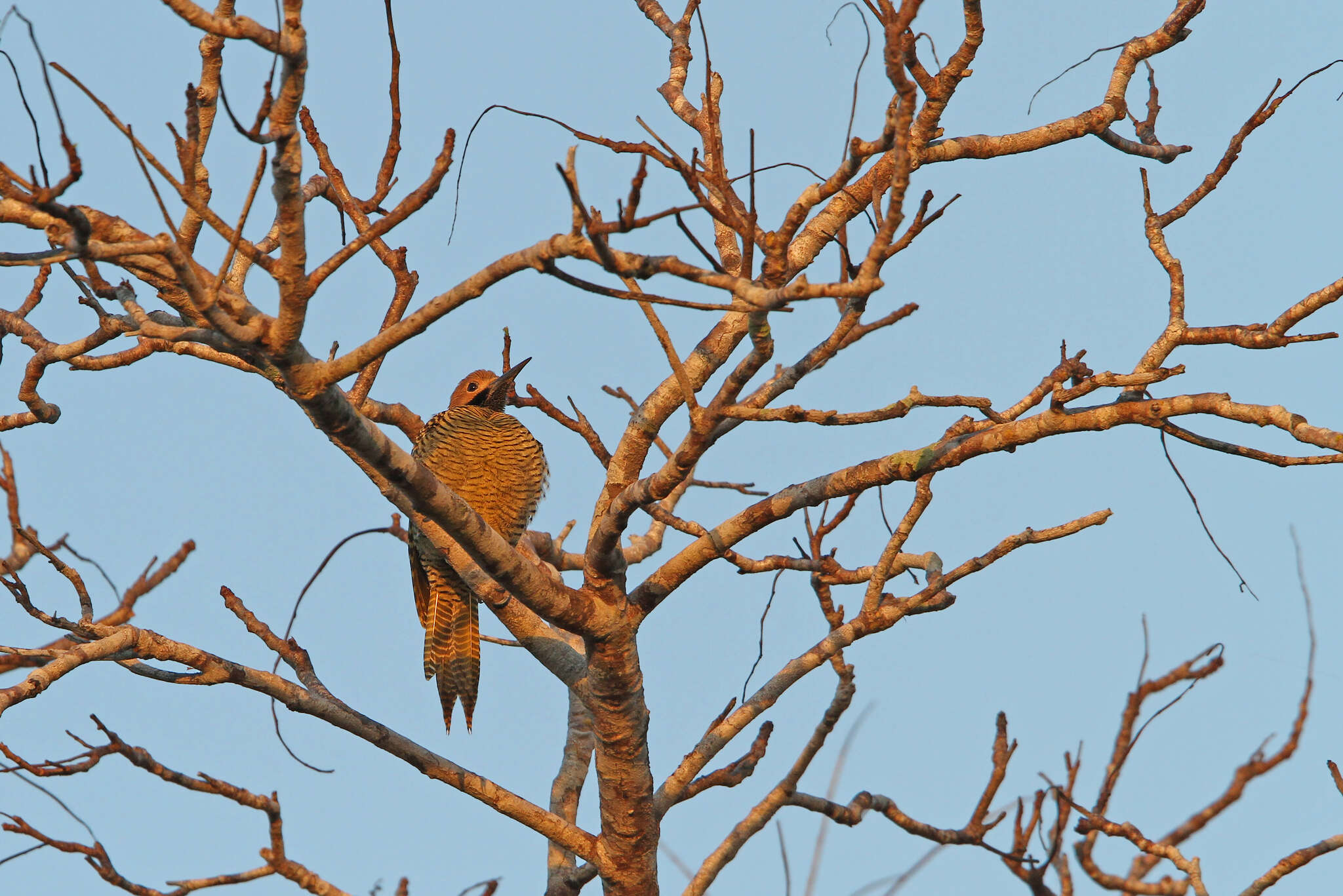 Image of Cuban Flicker