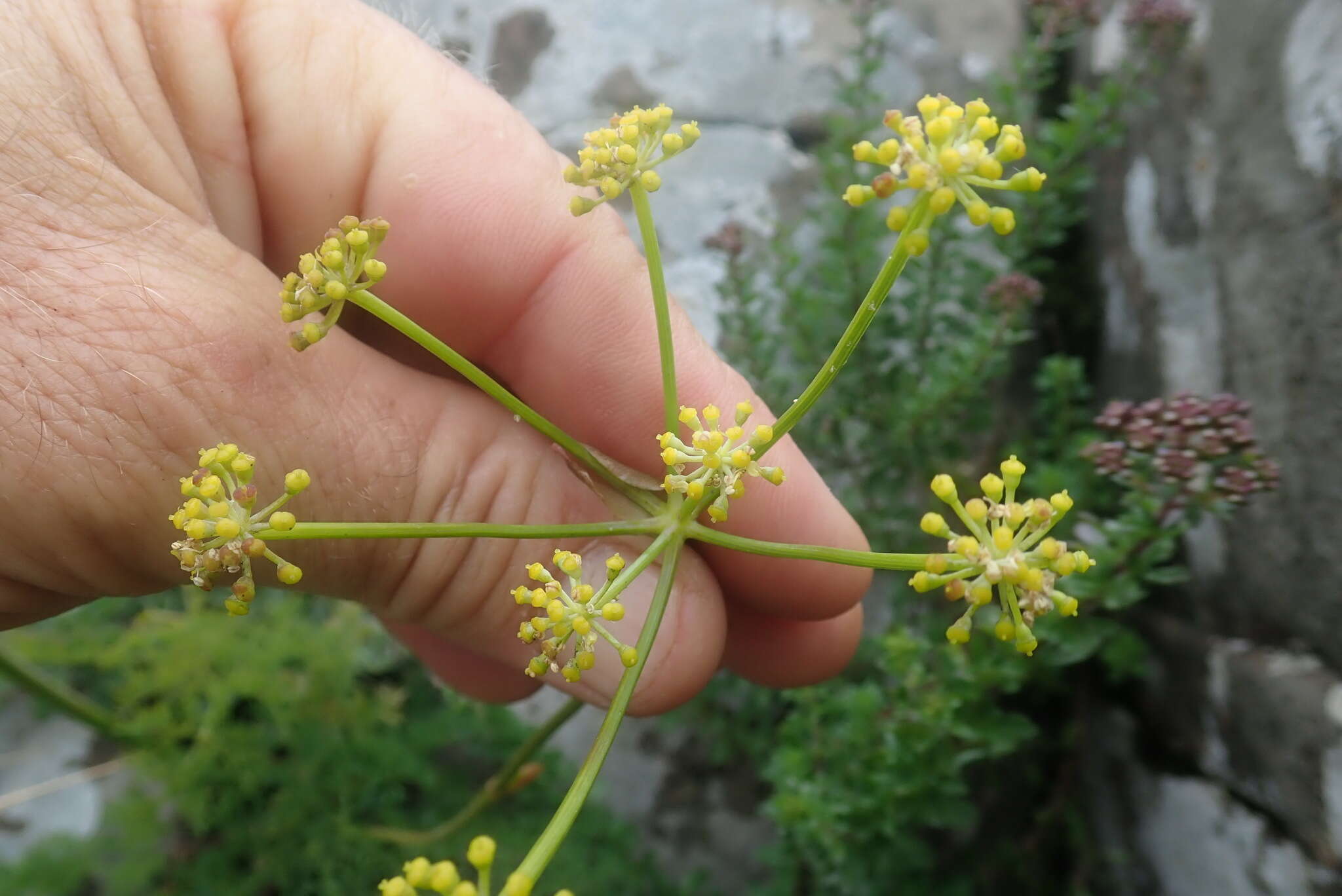 Слика од Afrosciadium magalismontanum (Sond.) Winter