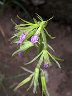 Image of Tall shield orchid