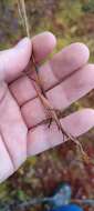 Image of Wahlenberg's Wood-Rush