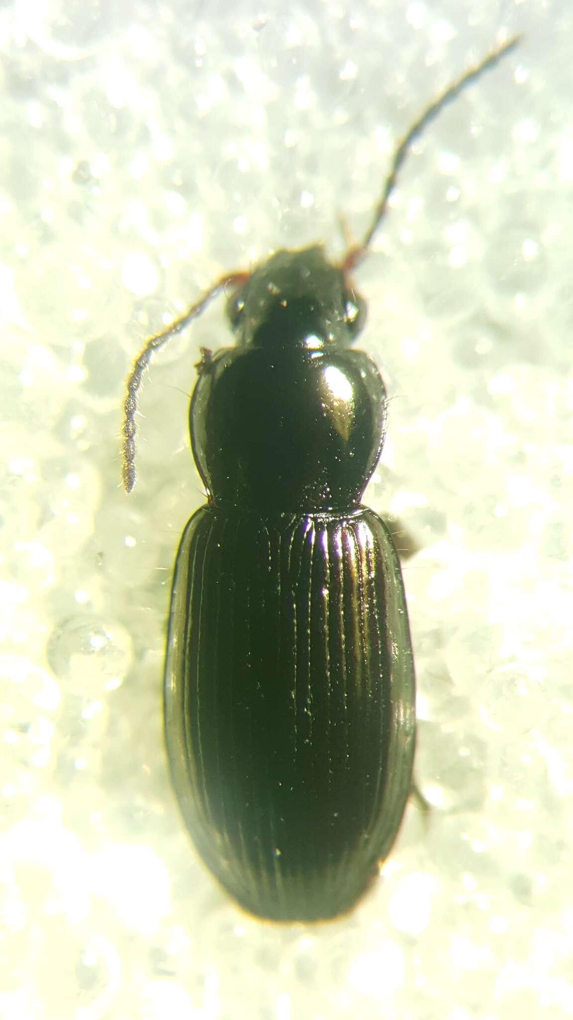 Image de Pterostichus (Phonias) diligens (Sturm 1824)