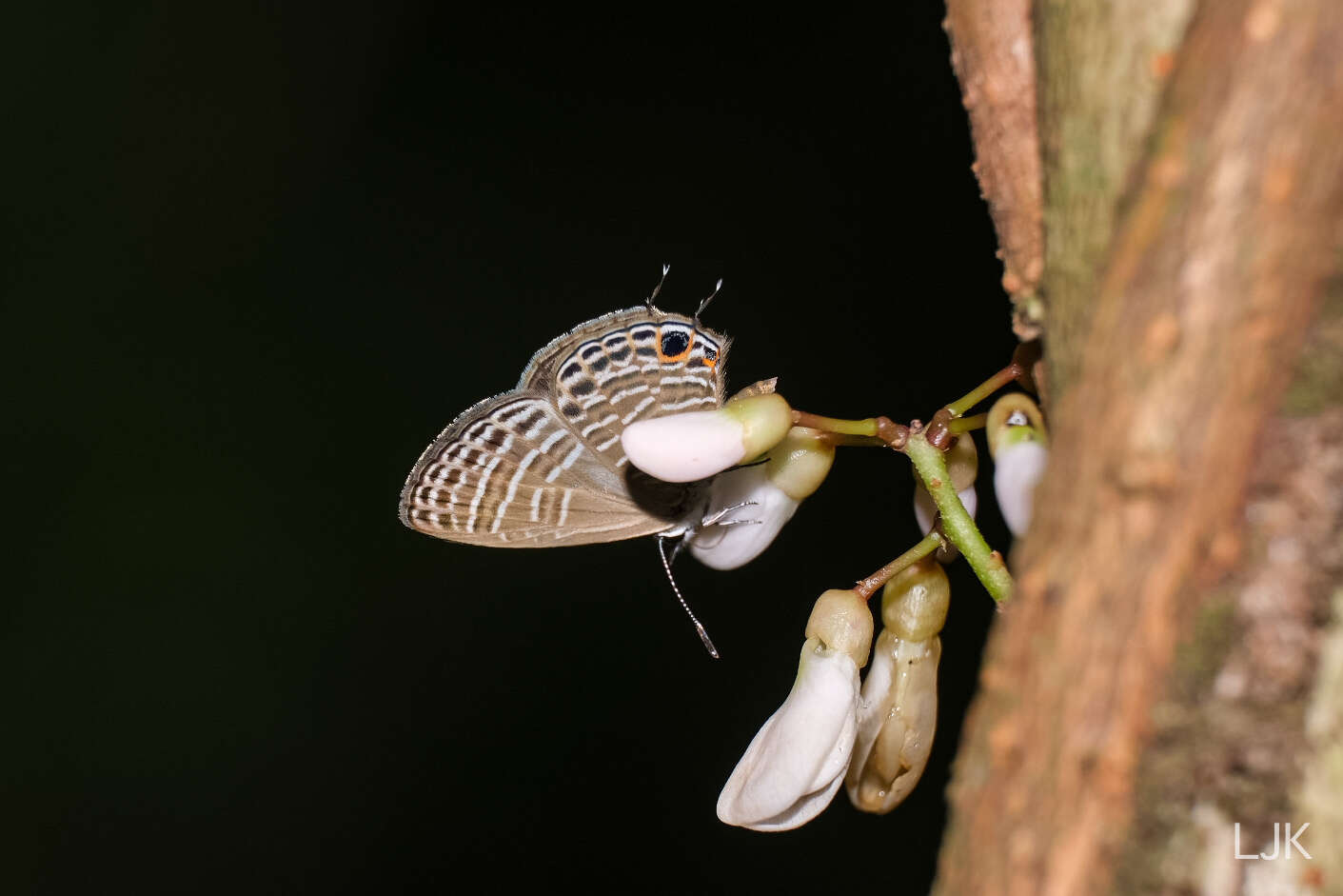 Imagem de Nacaduba pavana (Horsfield 1828)