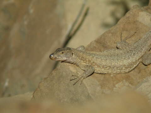 Image of Tenerife Speckled Lizard