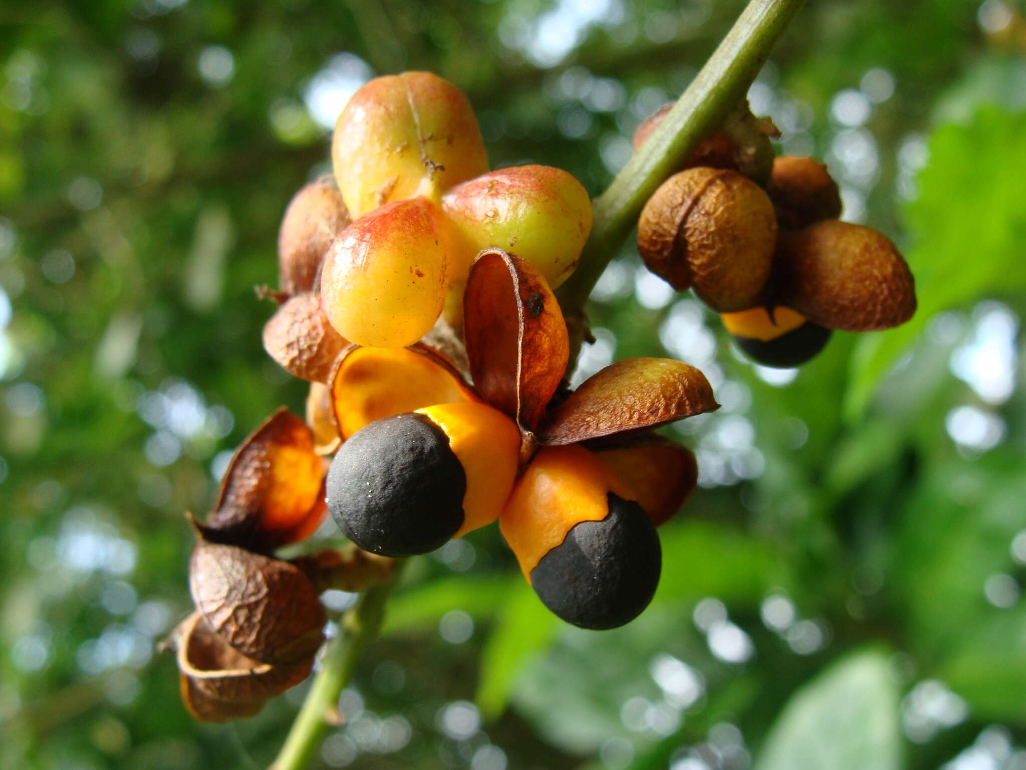 Image of Talisia macrophylla (C. Martius) Radlk.