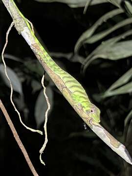 Image of Banded Tree Anole