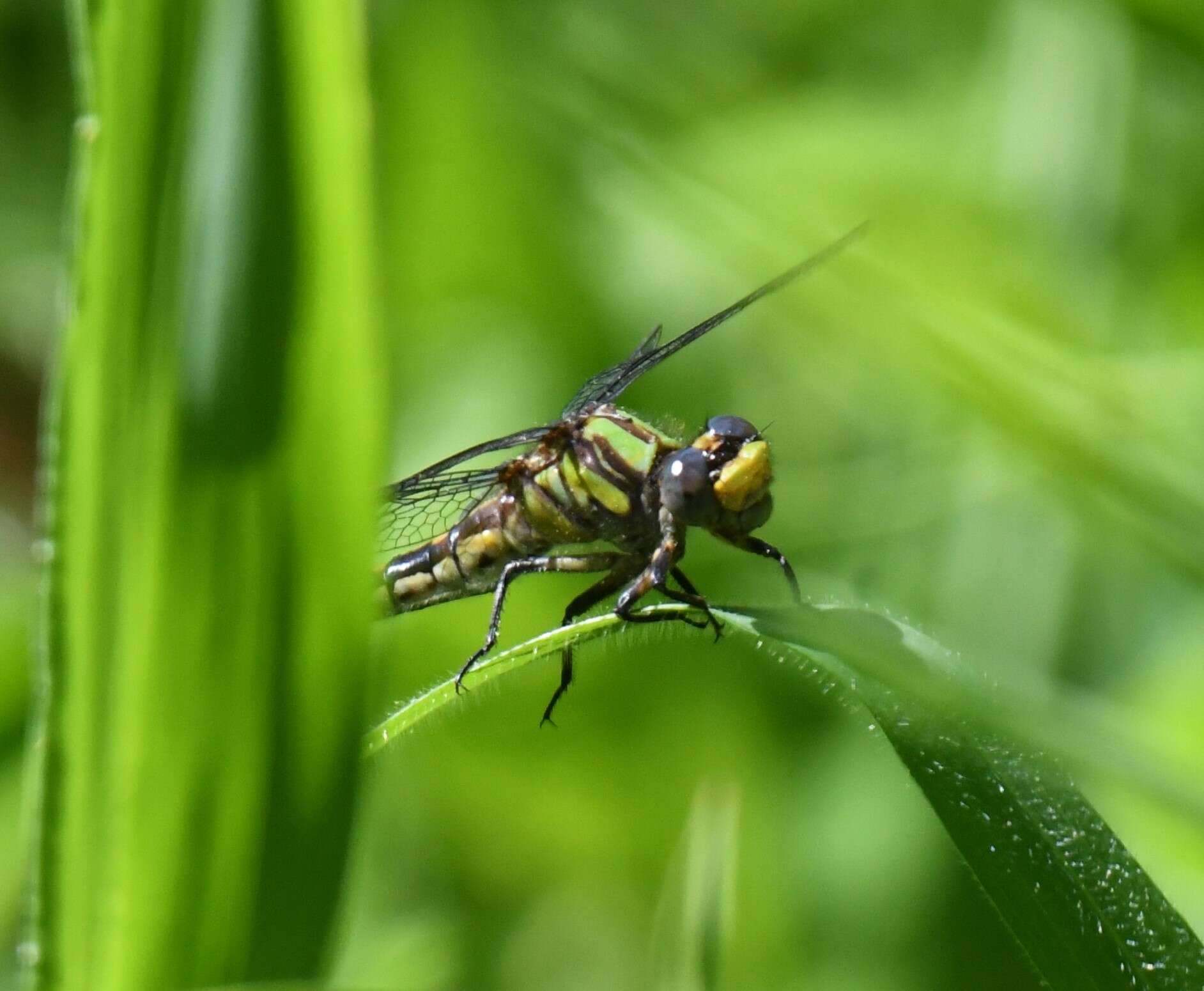 صورة Ophiogomphus susbehcha Vogt & Smith 1993