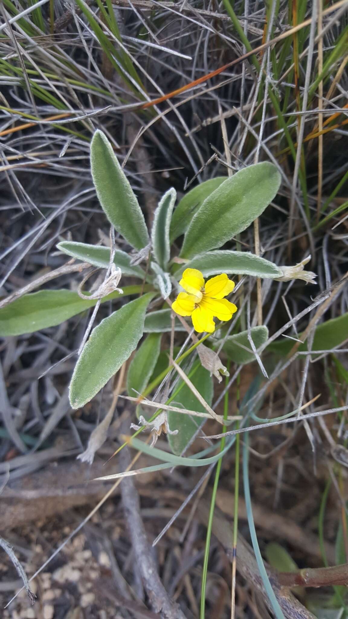 Image of Goodenia willisiana R. Carolin