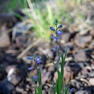 Image of New Mexico milkwort