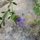 Image de Prostanthera parvifolia Domin