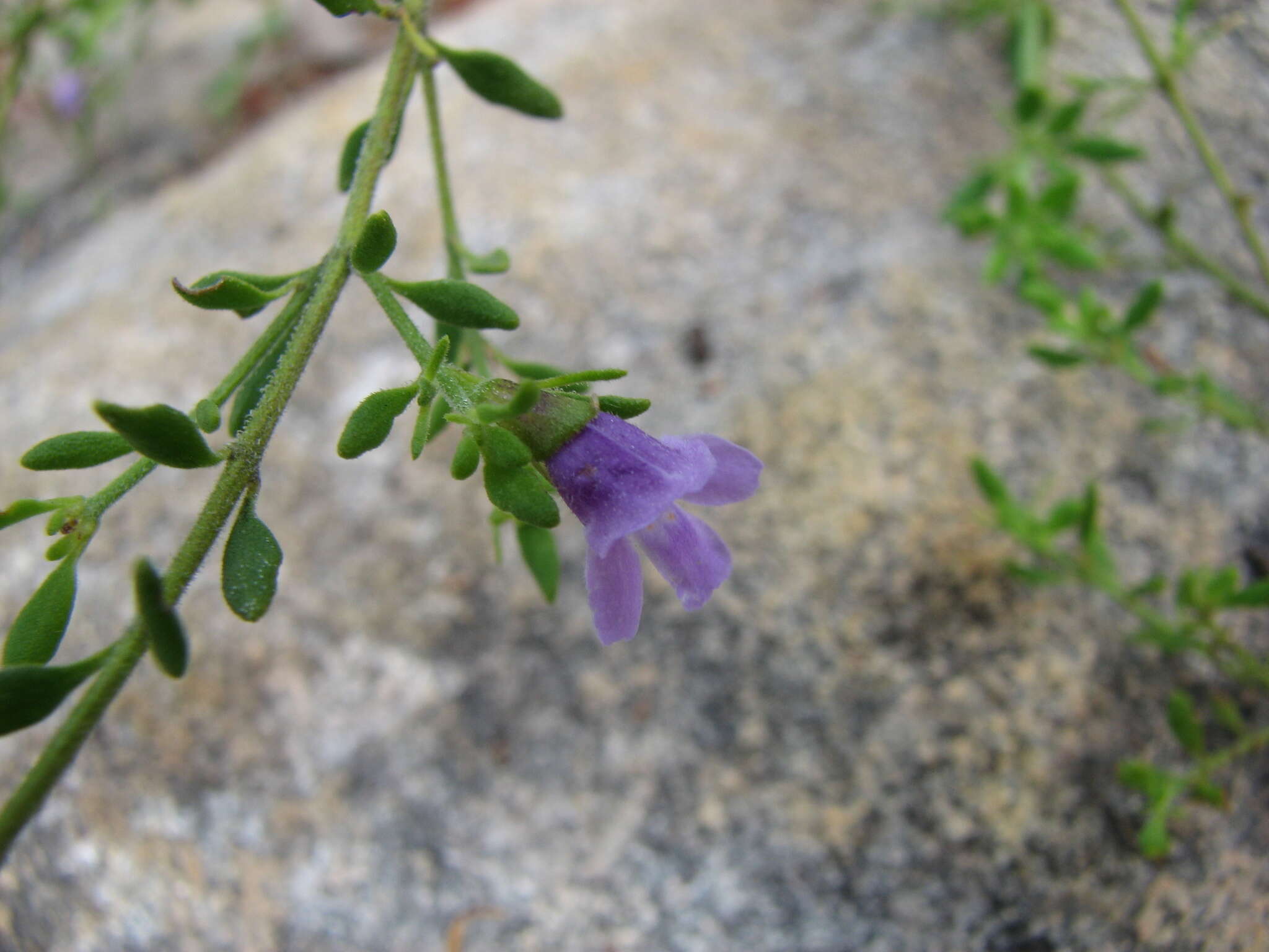 Imagem de Prostanthera parvifolia Domin