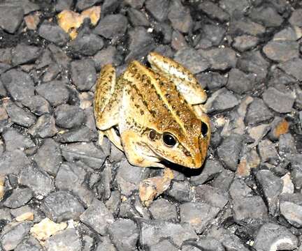 Image of Striped Burrowing Frog