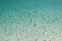 Image of Galapagos garden eel