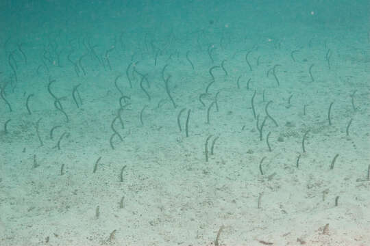 Image of Galapagos garden eel