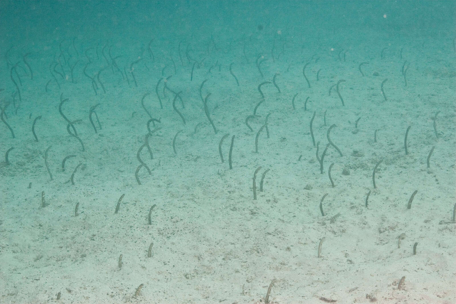 Image of Galapagos garden eel