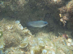 Image of Blue damsel