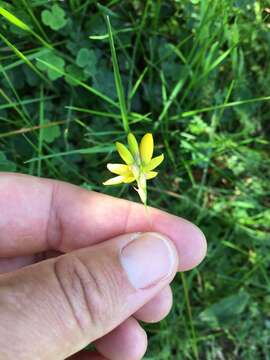 Image of Ixia odorata Ker Gawl.