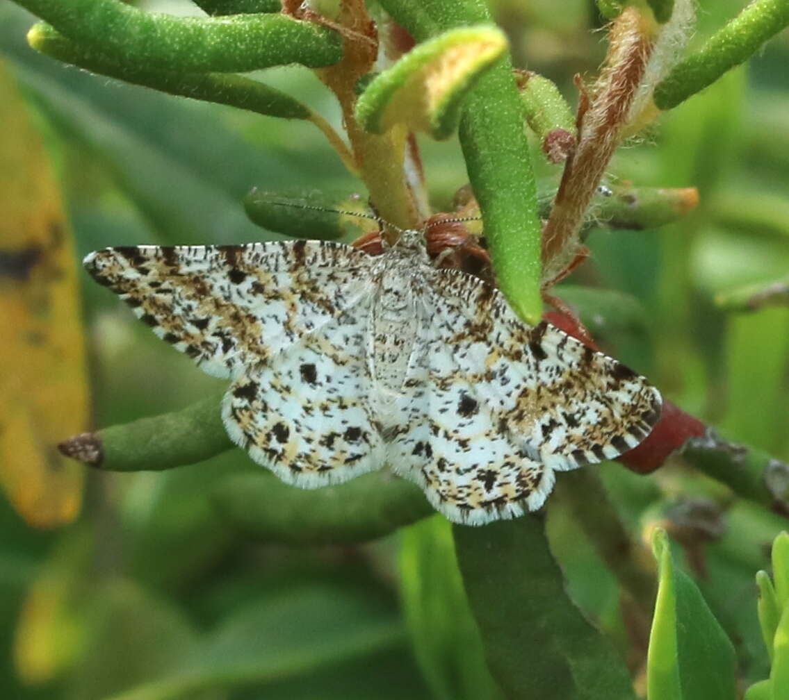 Image of Powder Moths